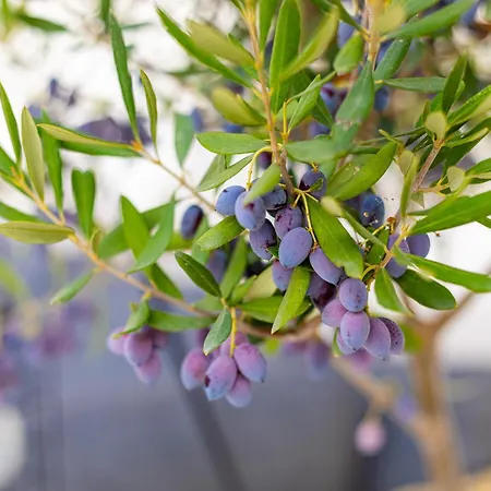 Bliss / Your Perfect Away From Λεμεσός