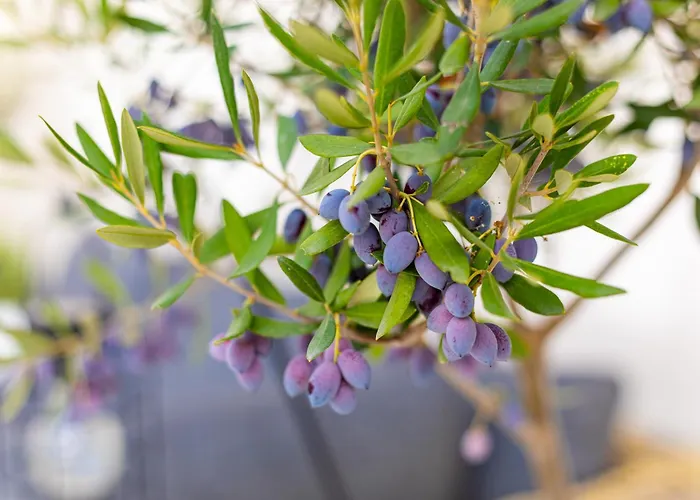 Bliss / Your Perfect Away From Limassol